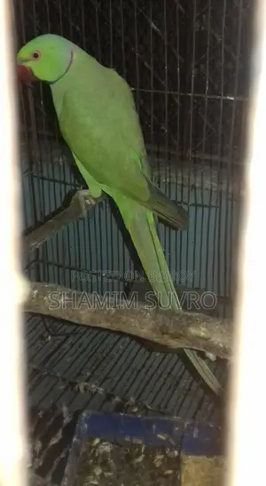ইন্ডিয়ান রিং নেক প্যারট