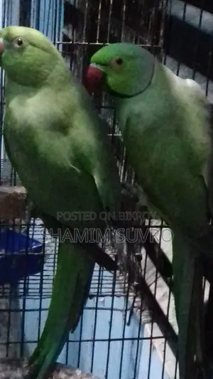 ইন্ডিয়ান রিং নেক প্যারট