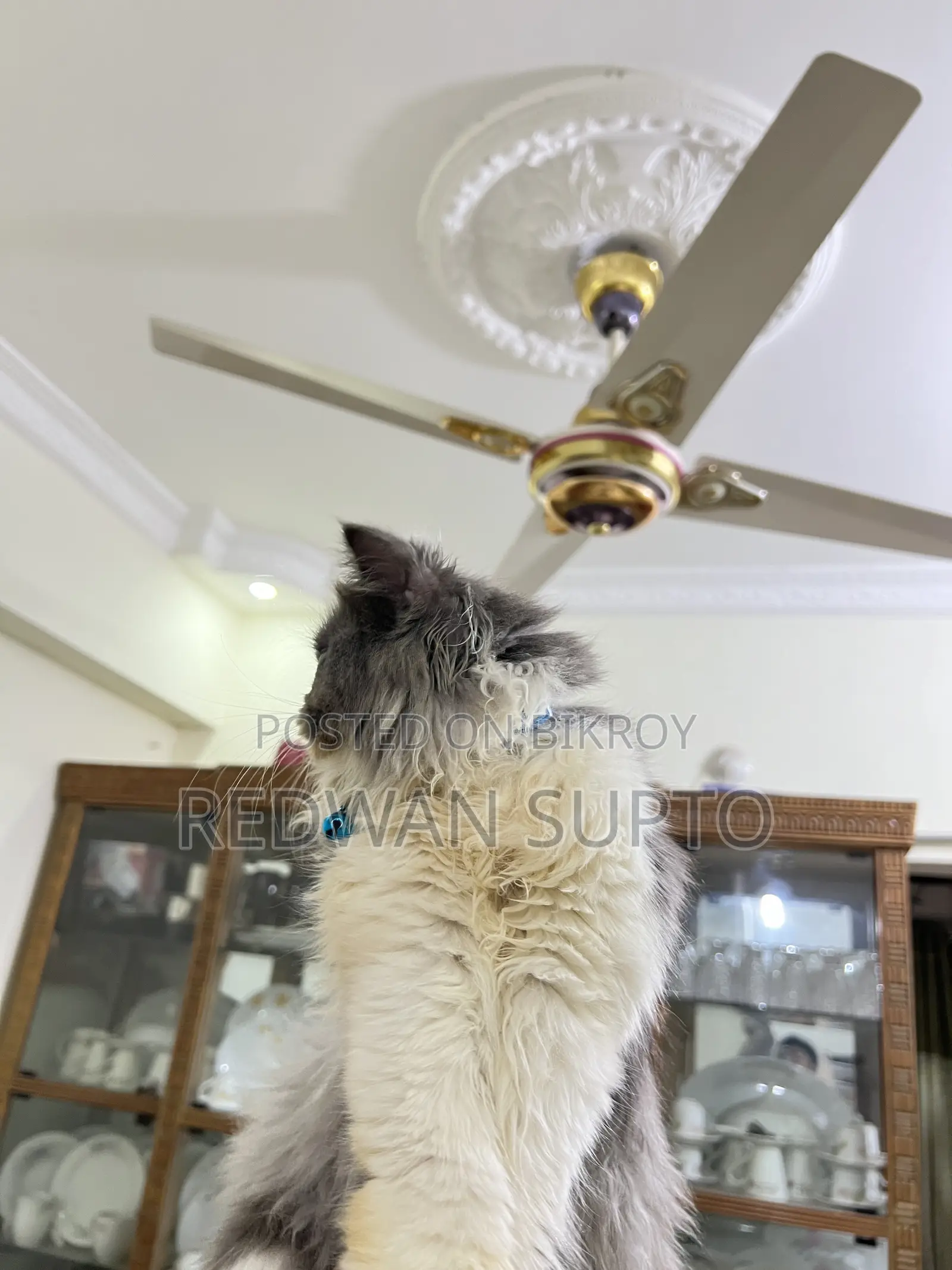 1+ Year Female Purebred Persian
