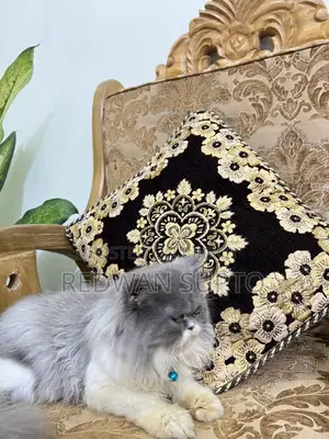 1+ Year Female Purebred Persian