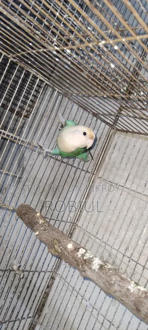 Turquoise Par Opaline Male Half Tame, Age 1 Year+