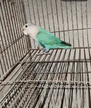 Turquoise Par Opaline Male Half Tame, Age 1 Year+