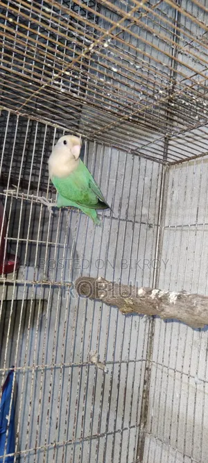 Turquoise Par Opaline Male Half Tame, Age 1 Year+