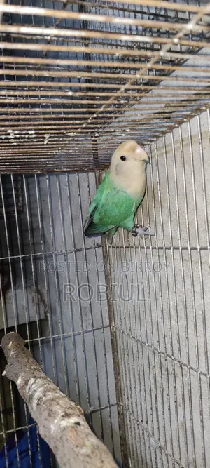 Turquoise Par Opaline Male Half Tame, Age 1 Year+