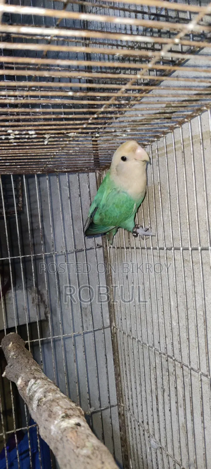 Turquoise Par Opaline Male Half Tame, Age 1 Year+