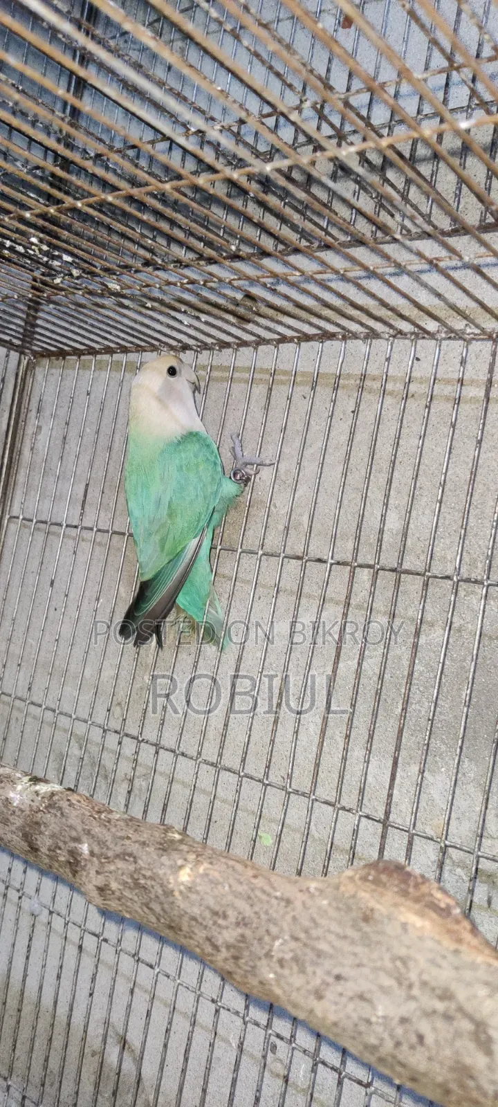 Turquoise Par Opaline Male Half Tame, Age 1 Year+