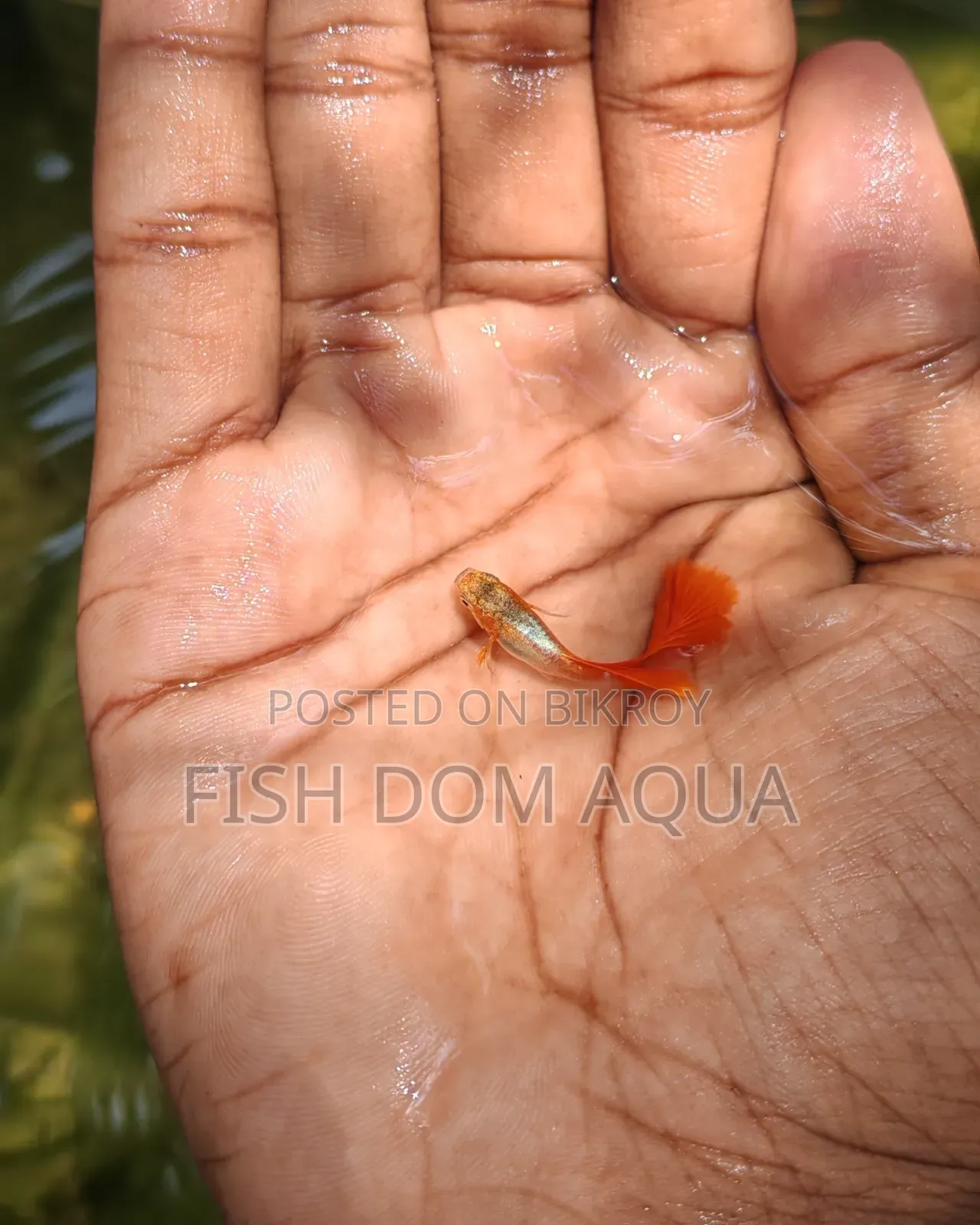 Red Head Santa Claus Guppy