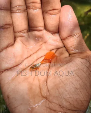 Red Head Santa Claus Guppy