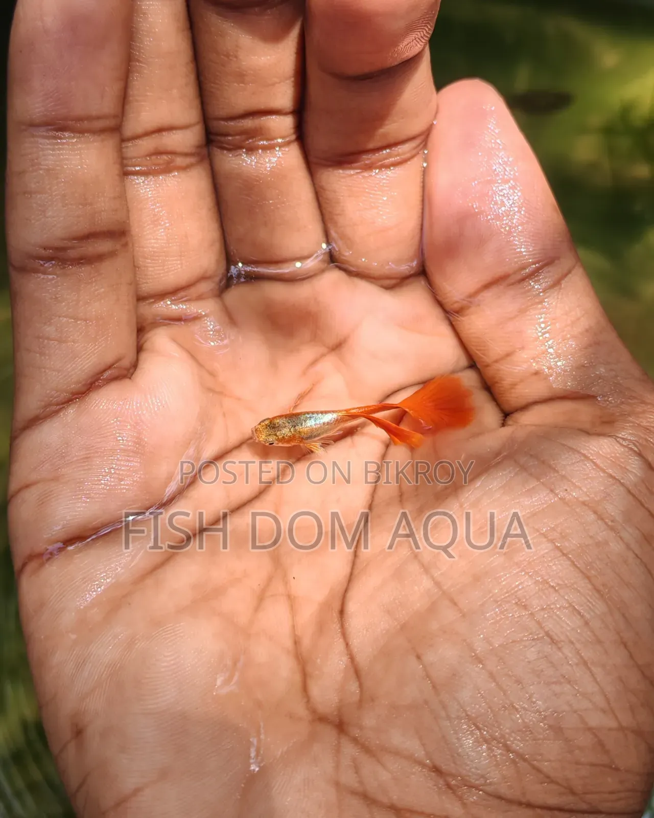 Red Head Santa Claus Guppy