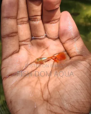 Red Head Santa Claus Guppy
