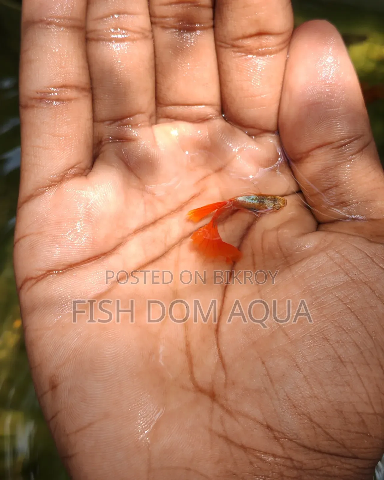 Red Head Santa Claus Guppy