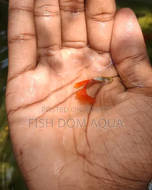 Red Head Santa Claus Guppy