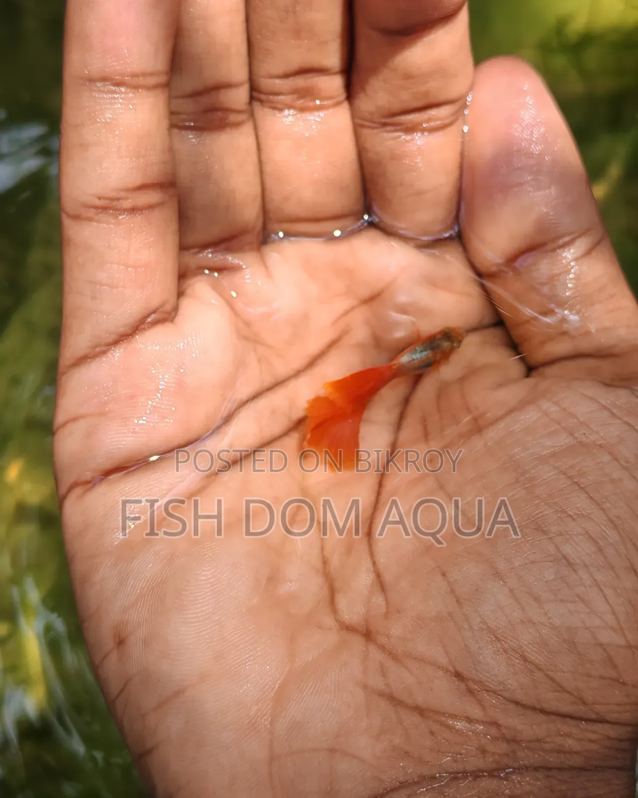 Red Head Santa Claus Guppy