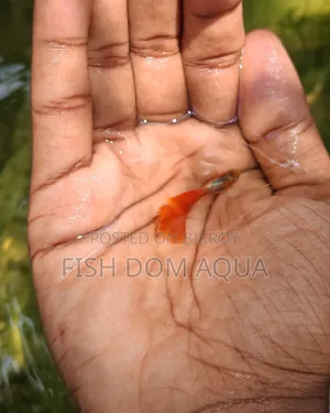Red Head Santa Claus Guppy