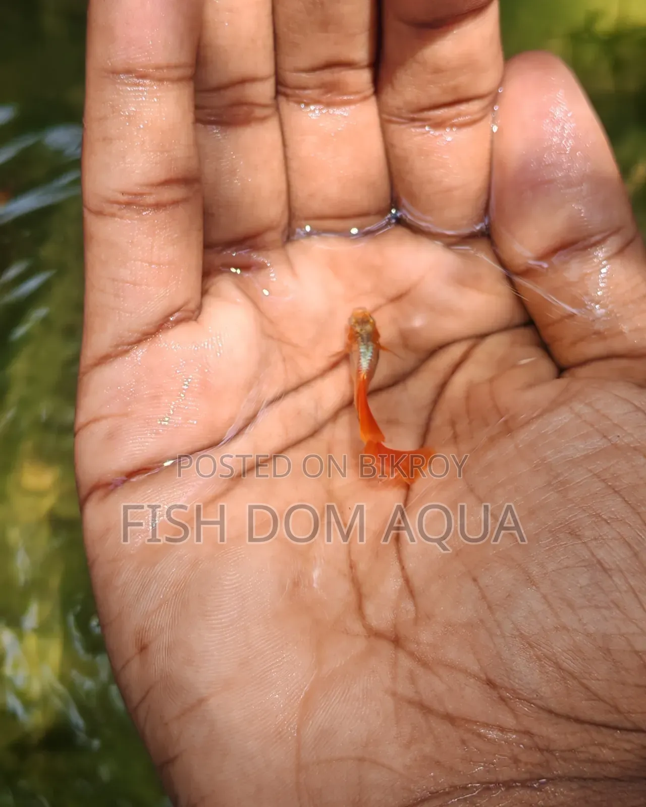 Red Head Santa Claus Guppy