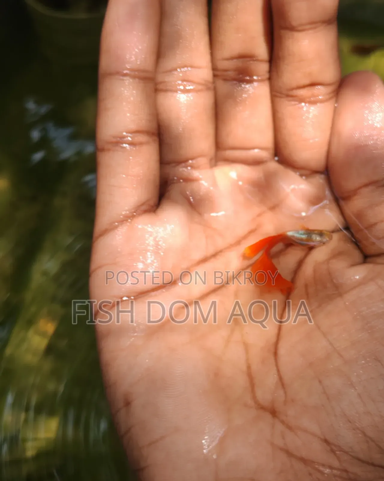 Red Head Santa Claus Guppy