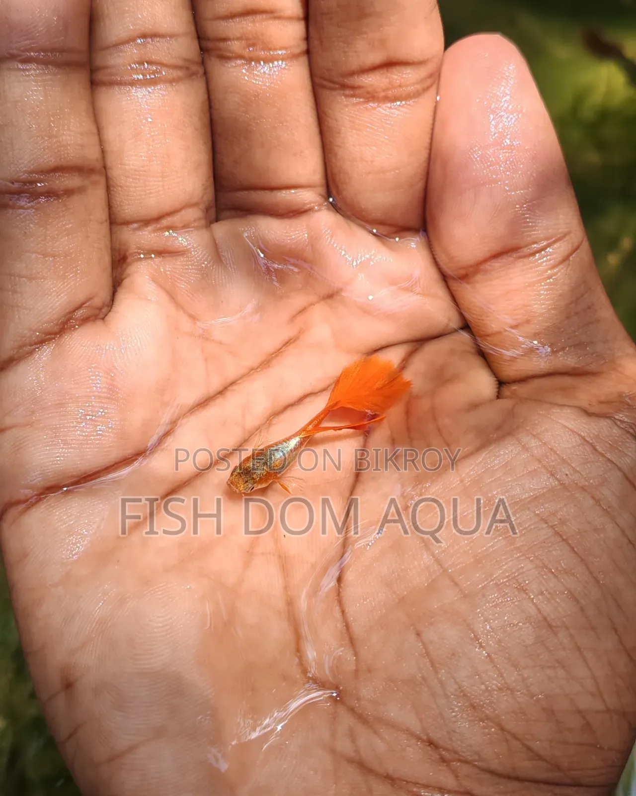 Red Head Santa Claus Guppy