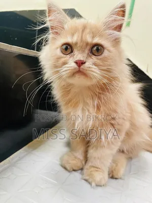 1-3 Months Male Purebred Persian