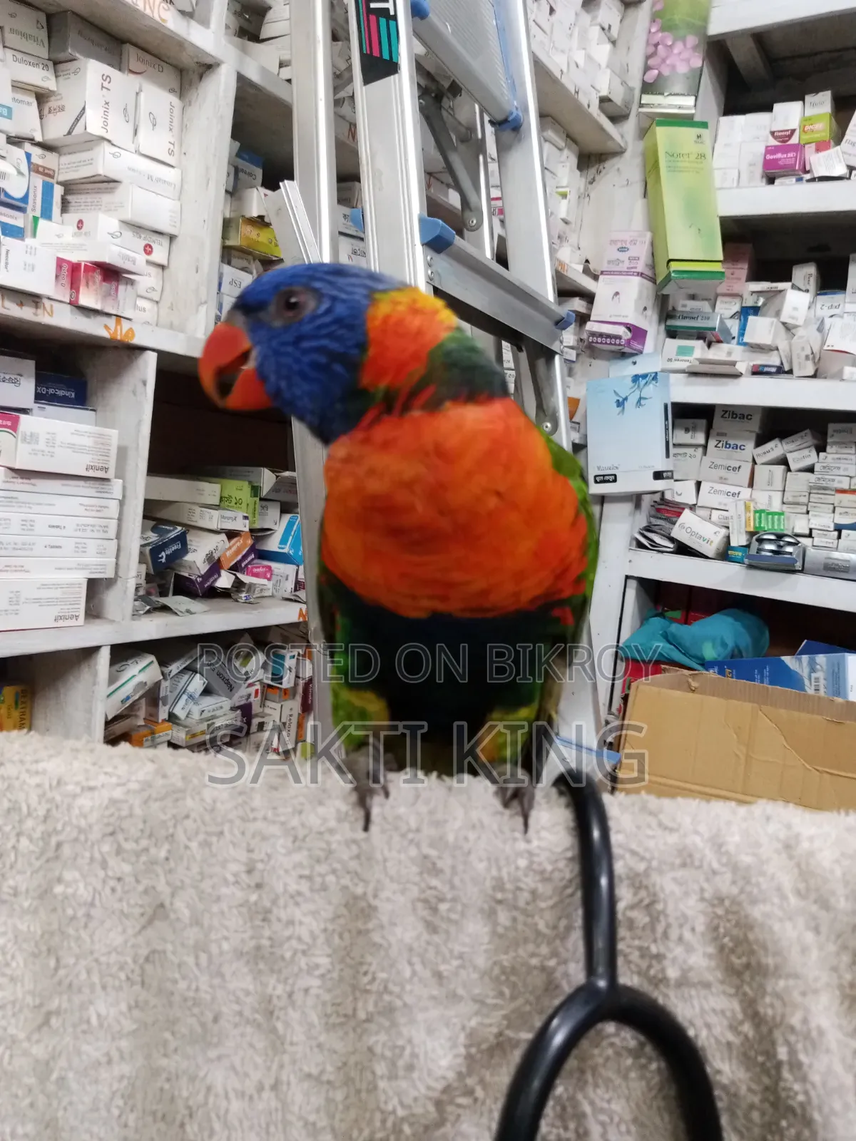 My pet bird is for sale