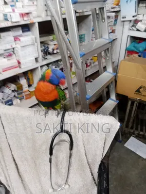 My pet bird is for sale