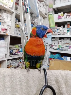 My pet bird is for sale