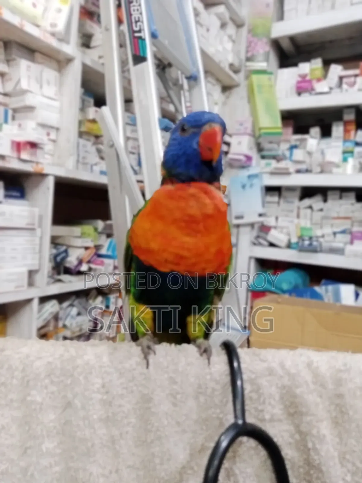 My pet bird is for sale