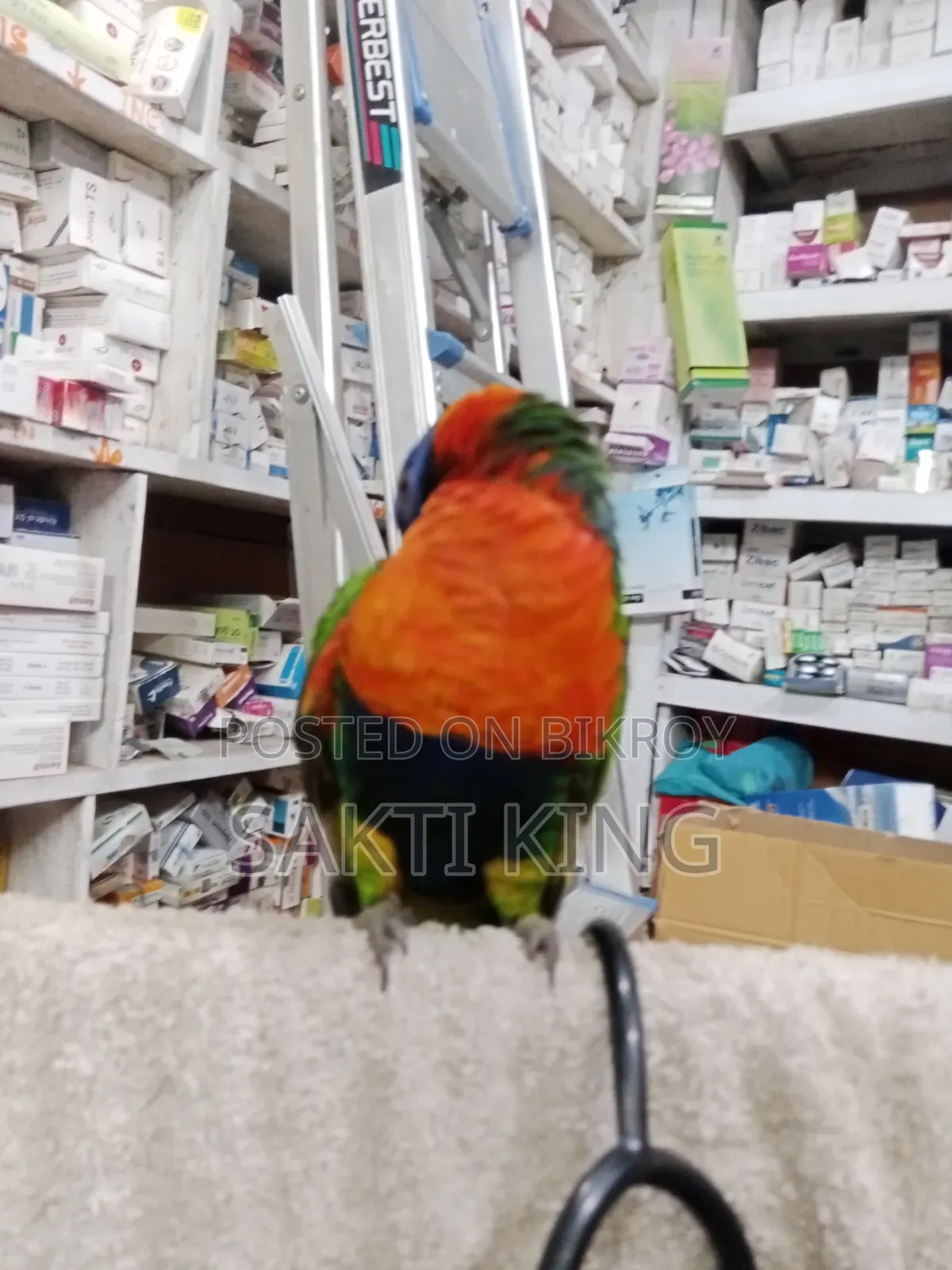 My pet bird is for sale