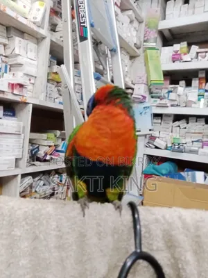 My pet bird is for sale