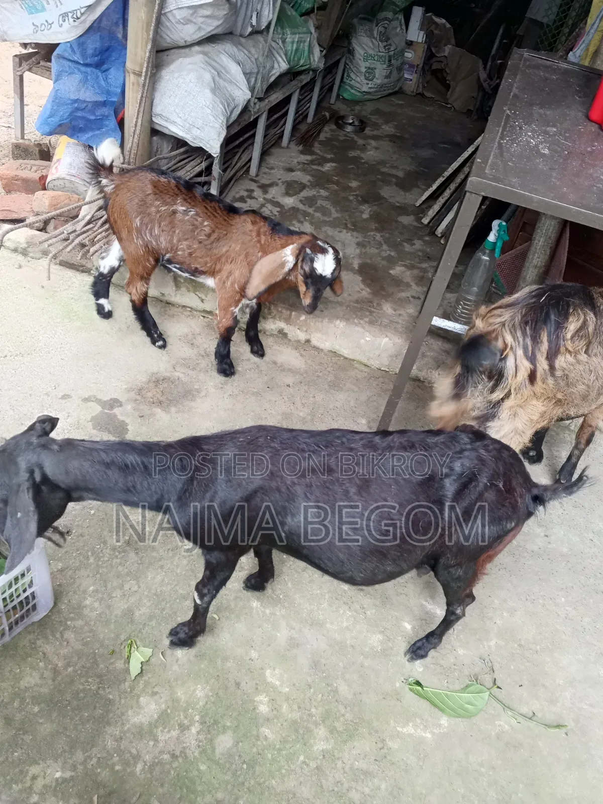 গাভী ছাগল দেশি ছাগল কালো টা