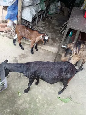 গাভী ছাগল দেশি ছাগল কালো টা