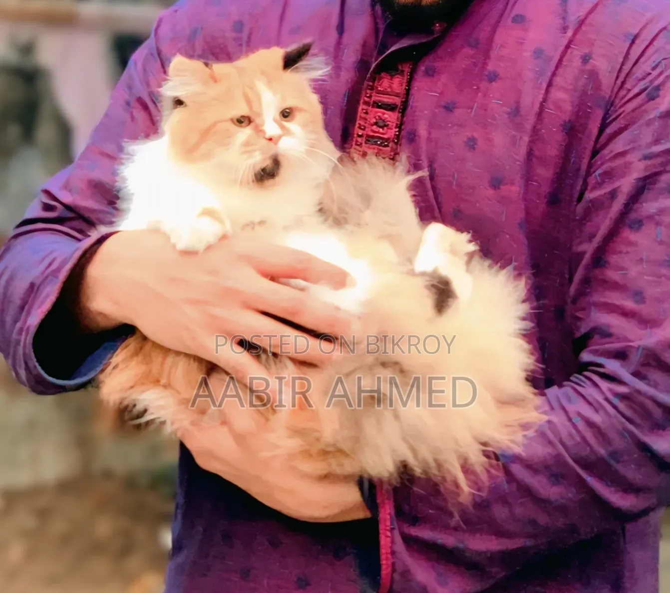 1+ Year Female Purebred Persian