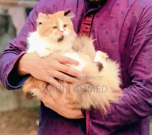 1+ Year Female Purebred Persian
