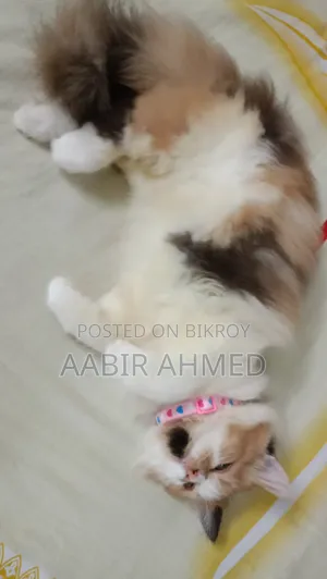 1+ Year Female Purebred Persian