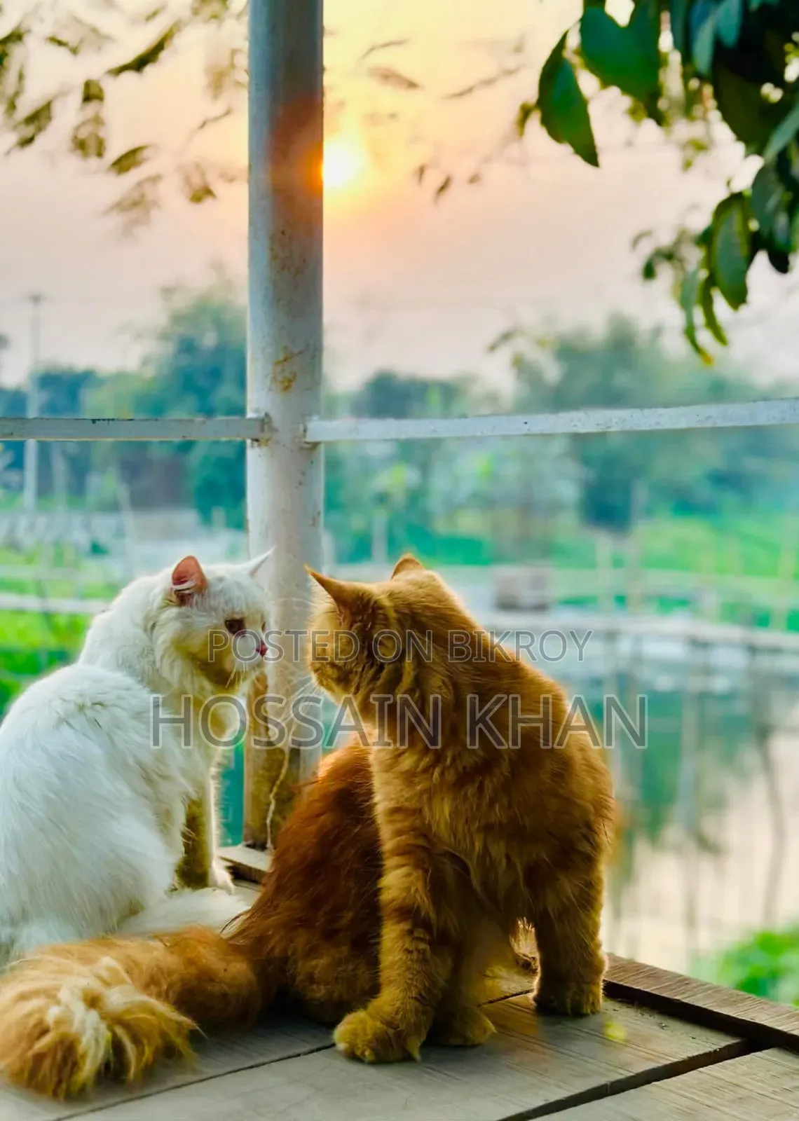 ৬-১২ মাস বয়সী মহিলা বিশুদ্ধ পার্সিয়ান বিড়াল
