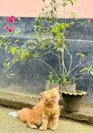 ৬-১২ মাস বয়সী মহিলা বিশুদ্ধ পার্সিয়ান বিড়াল
