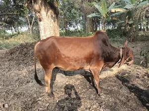 ষাঁড় গরু দেশি জাত লাল রংয়ের , কোরবানির জন্য পারফেক্ট।