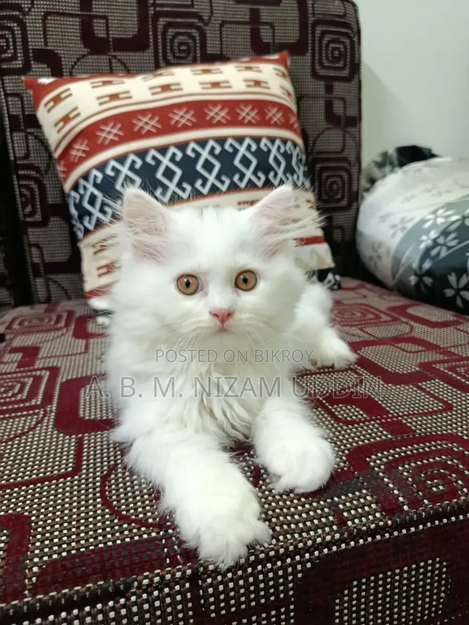 1-3 Months Male Purebred Persian