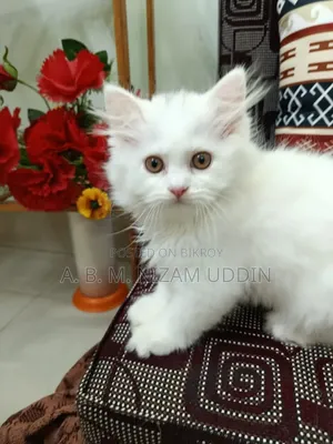 1-3 Months Male Purebred Persian