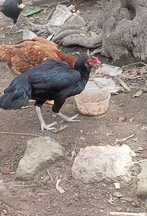 আছিল আর ডিম