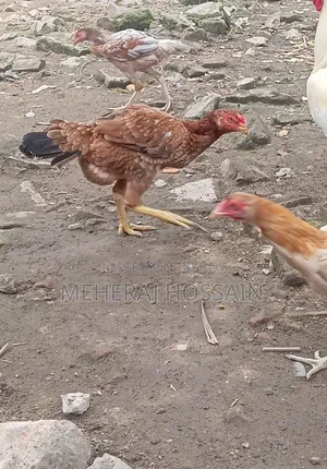 আছিল আর ডিম
