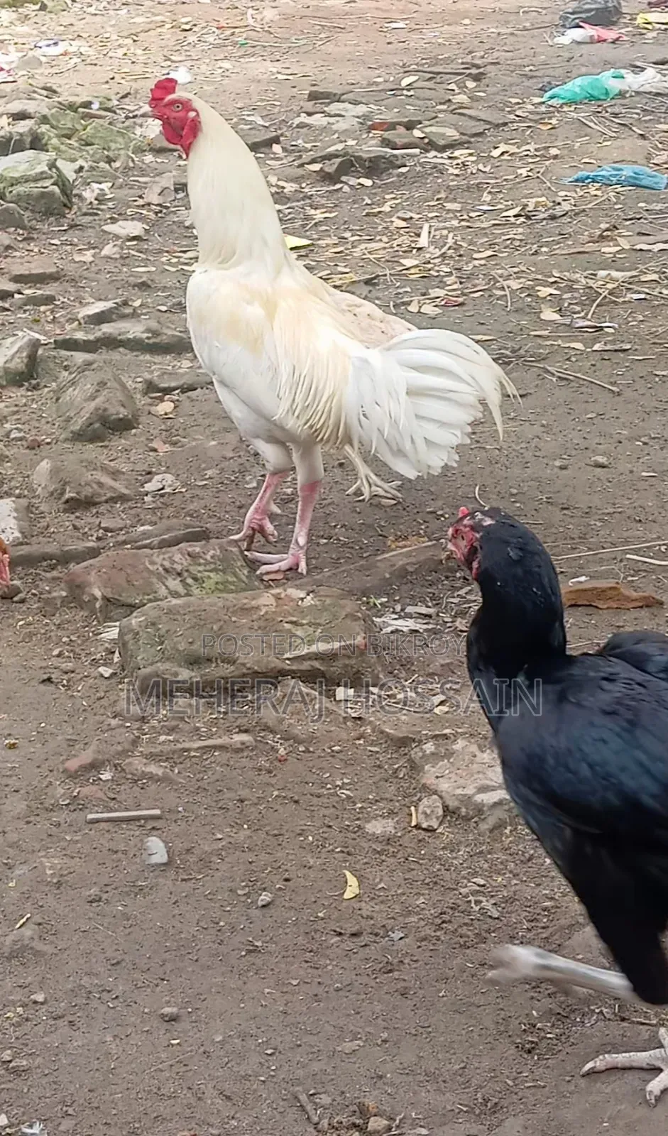আছিল আর ডিম