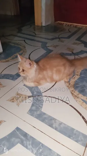 ১-৩ মাস বয়সী পুরুষ পিওর ব্রেড পার্সিয়ান