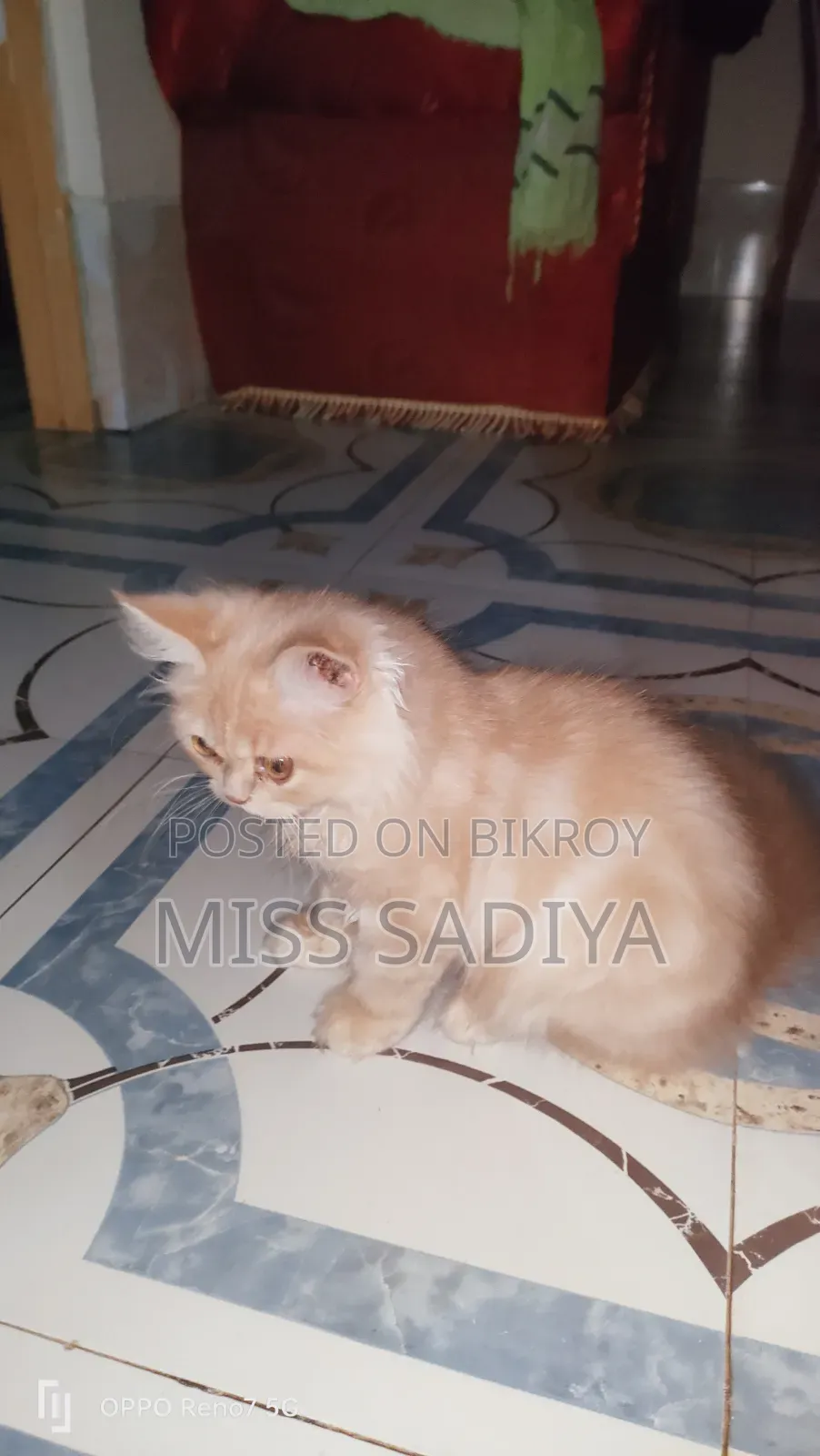 1-3 Months Male Purebred Persian