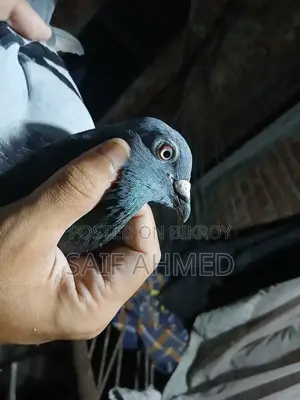 Shobji Racer Nor Red Checker Madi