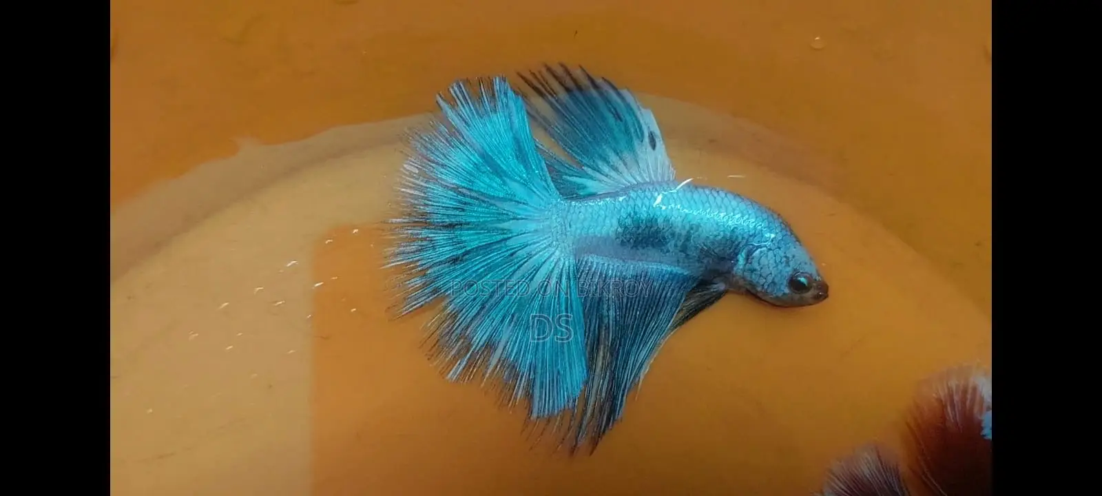 Healthy Active Fighter Fish for Sale (Uttara, Dhaka)