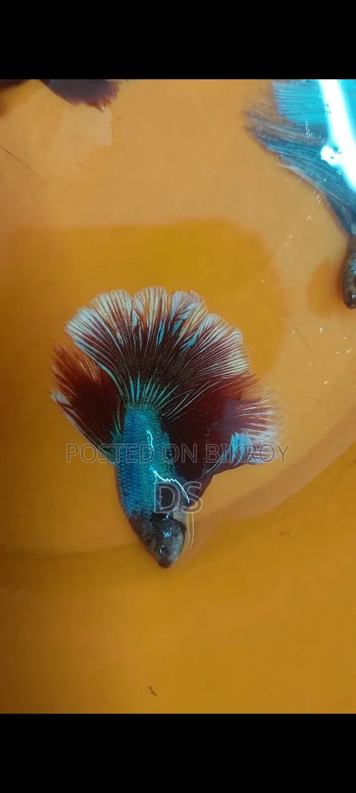 Healthy Active Fighter Fish for Sale (Uttara, Dhaka)