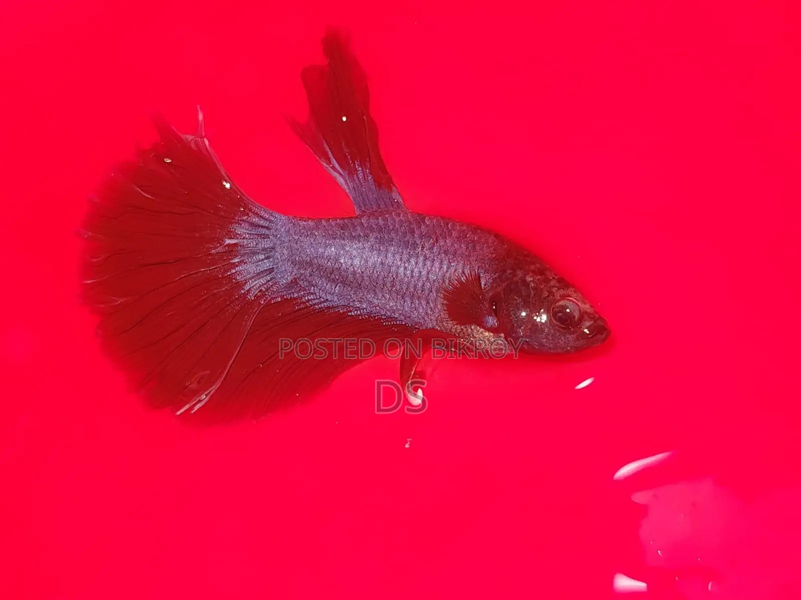 Healthy Active Fighter Fish for Sale (Uttara, Dhaka)