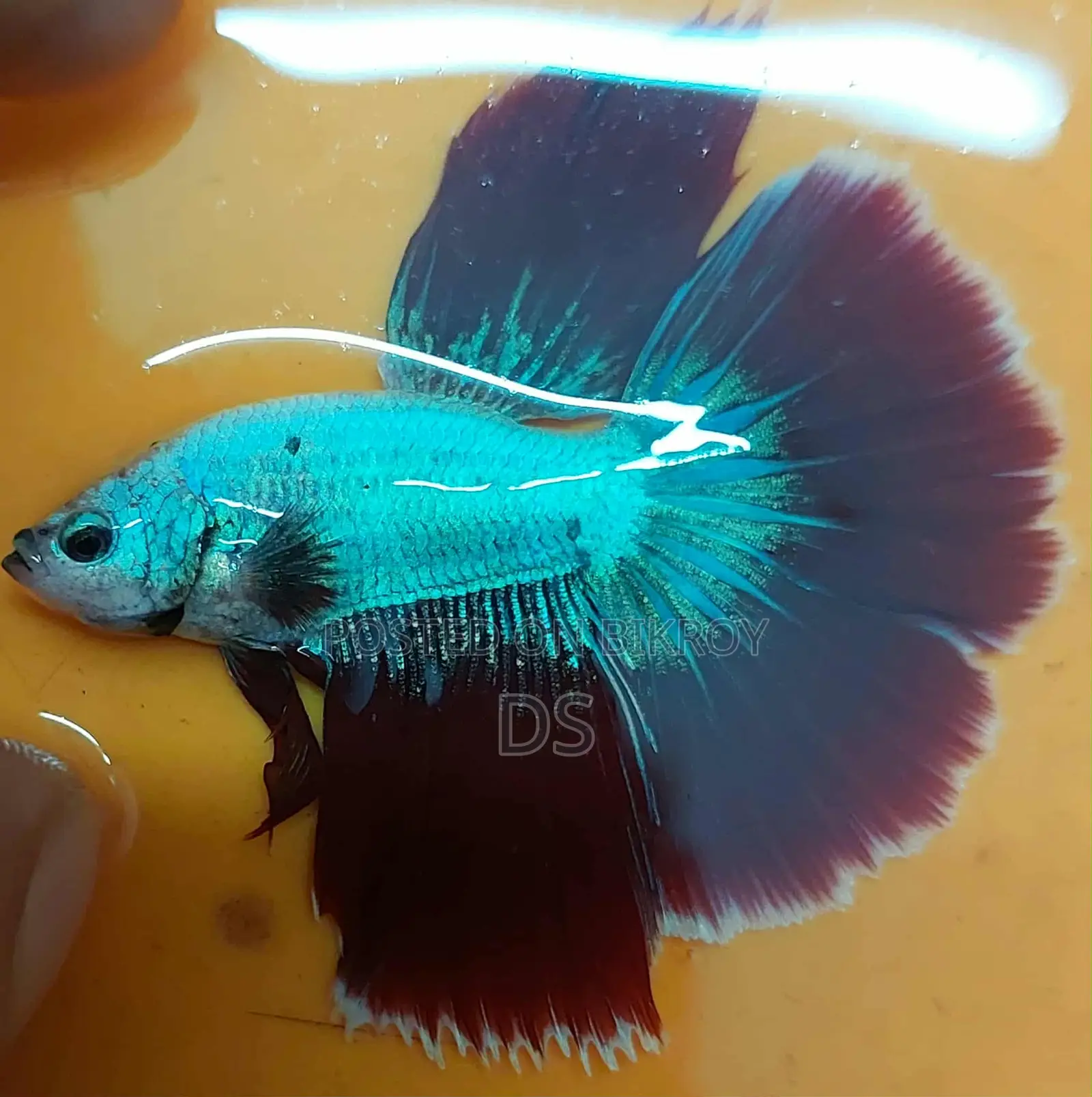 Healthy Active Fighter Fish for Sale (Uttara, Dhaka)