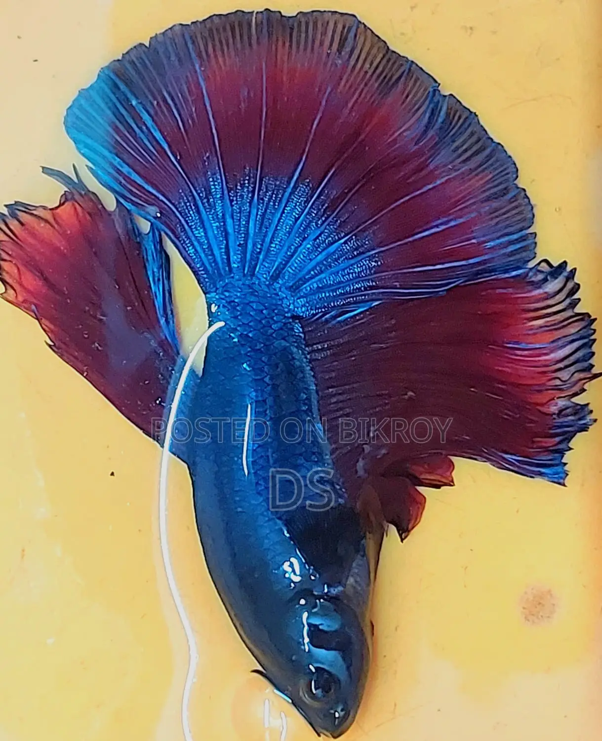 Healthy Active Fighter Fish for Sale (Uttara, Dhaka)