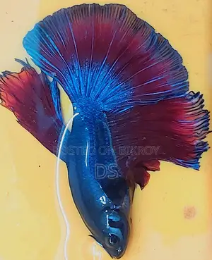Healthy Active Fighter Fish for Sale (Uttara, Dhaka)